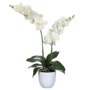 Planta Artificial - Phalaenopsis Crema - MICA